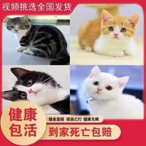 Chinese pastoral cat orange cat civet cat black black cat pure white cat three-flowered cat internet celebrity cat pet cat cub