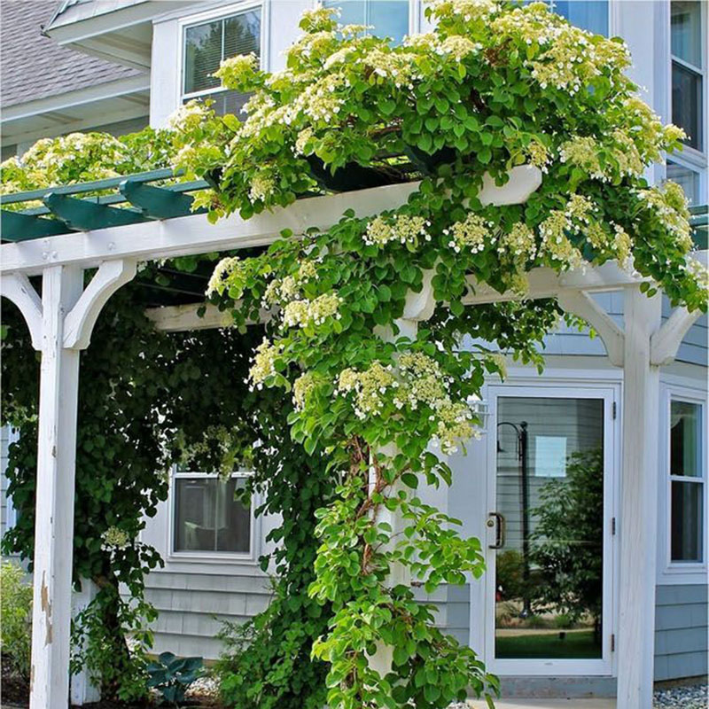 Heidi's garden hydrangea seedling climbing vine plant outdoor balcony courtyard climbing flower liana potted seedling