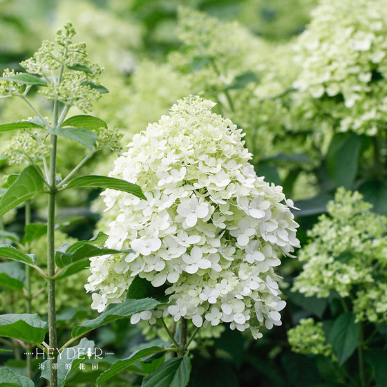 Heidi's Garden Polar Bear Panic Hydrangea Outdoor Yard Patio Potted Flower Plant Hydrangea Seedlings