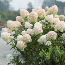 Heidis garden lime lamp cone hydrangea plant balcony courtyard terrace bush flower potted flower seedlings