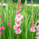 Heidi's garden flagship store gladiolus gladiolus bulb flower yard potted garden landscaping bulbous root plant bare ball