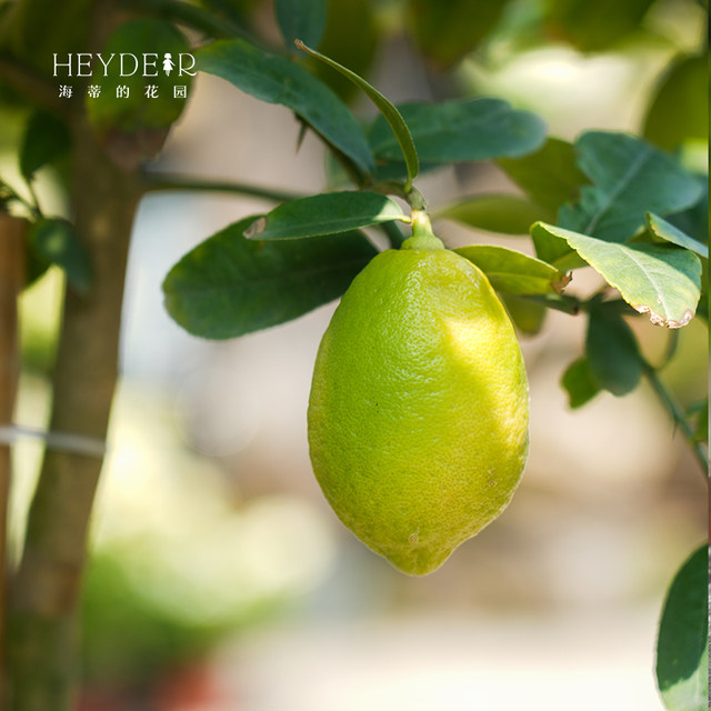 Heidi's Garden Flagship Store Perfume Lemon Saplings Kumquat Pomegranate Loquat Flower Plants Courtyard Balcony ເບ້ຍໄມ້ຫມາກໄມ້
