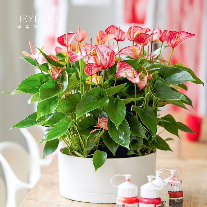 Heidi's garden red palm pot floral year-flower office green plant living room floral floral