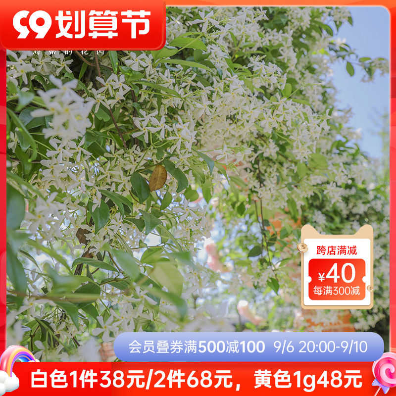 Heidi's garden windmill jasmine climbing vine plant large seedling balcony courtyard potted plant outdoor flowering flower seedlings