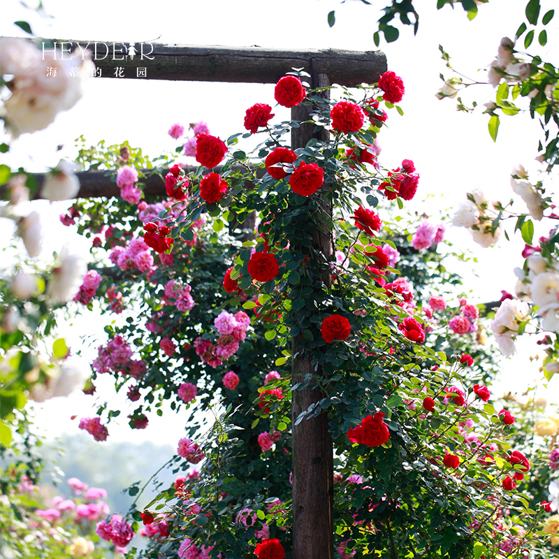 Heidi's garden Florentina climbing vine heat-resistant flower wall arch rose climbing vine flower plant potted seedling