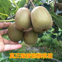 Goosebumps Graft Kiwi Saplings Red Heart Macaque macaque Berry Peach Potted Ground Climbing the Vine Fruit Tree of the Year Results