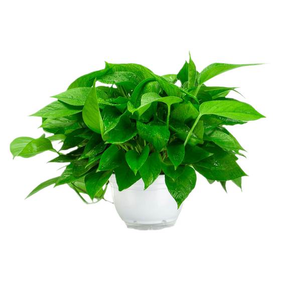 
Green ivy potted plants indoor flowers remove formaldehyde and new house long vines green ivy anti-radiation purification air hydroponic green plants
