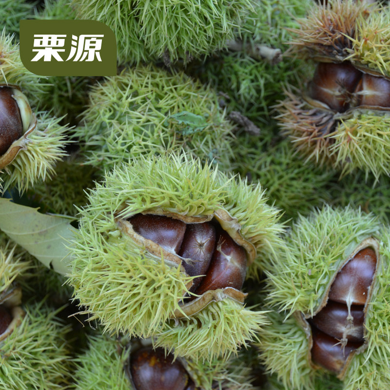 栗源有机鲜板栗:正宗燕山老树生栗子,让你尝到自然的味道🌿-新鲜板栗-淘宝百科网