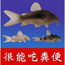 Scavenger Garbage Fish Cold Water Fresh Water Home Eating Mosquito Larvae Cleaning Tools Rat Fish Tank Manure