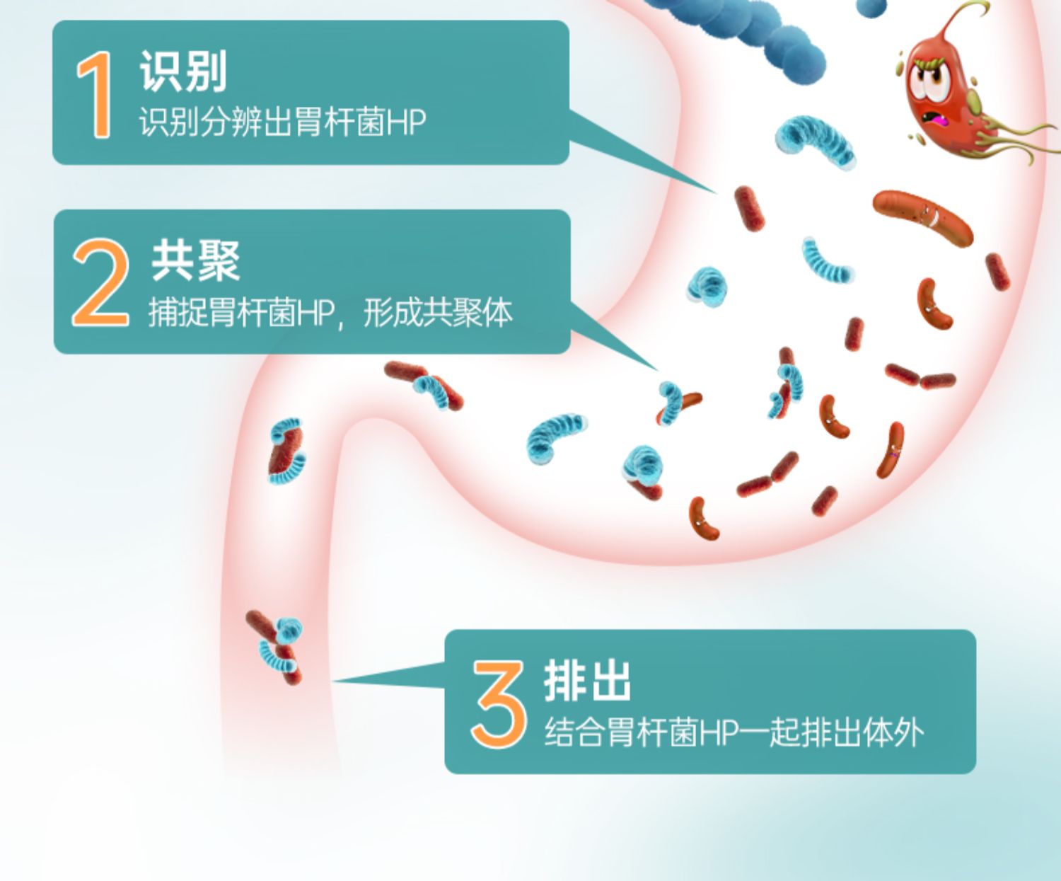 德国Purmeo帕米奥养胃益生菌粉