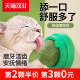 Catnip Ball Cat Toy Self-Happy Relieve Boredom Kitten Cat Supplies Daquan Cat Grass Ball Molar Stick Artifact Funny Cat Stick