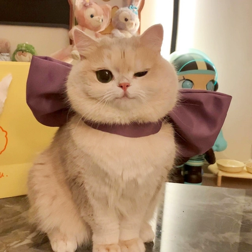 Мэри Кот Галстук-Бабочка Pet Галстук-Бабочка Шарф Кошка Ожерелье Украшения Бишон Фризе Ошейник Для Собаки Рэгдолл Кошка Немецкий