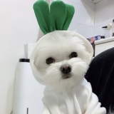 ДОБАВИНАЯ Одежда Весна Питомная одежда Свитер Тедди Биен Медведь, сражаясь с кошками маленькие и средние милые капюшоны