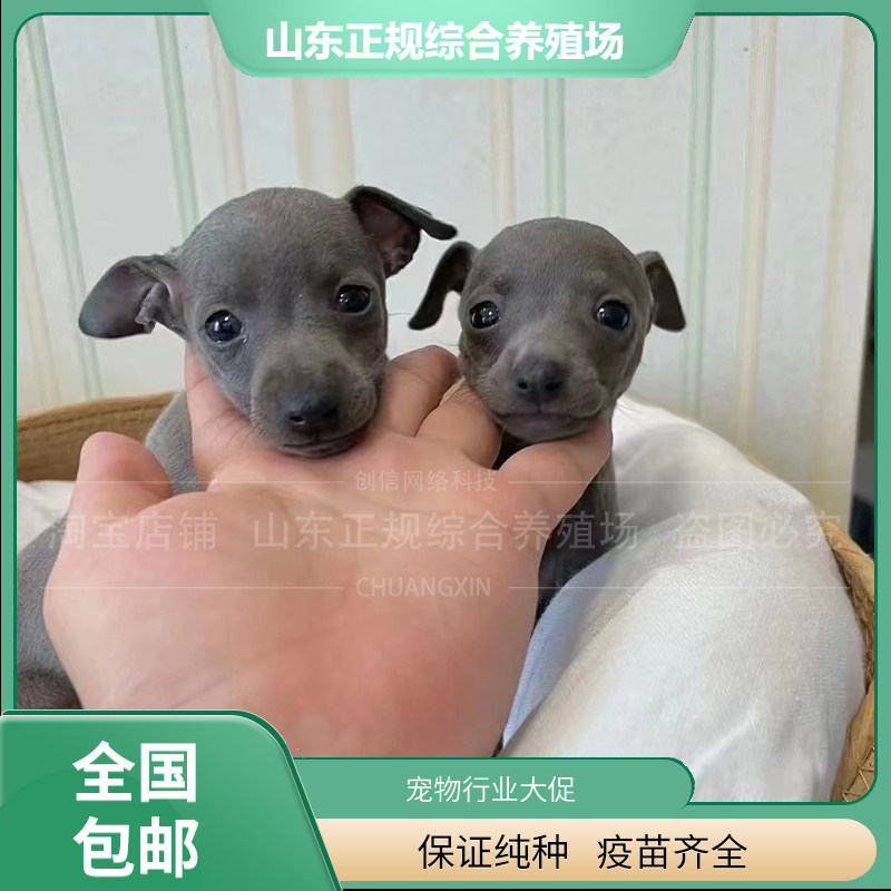 如何选择适合的灵缇犬?-狗狗-淘宝百科网