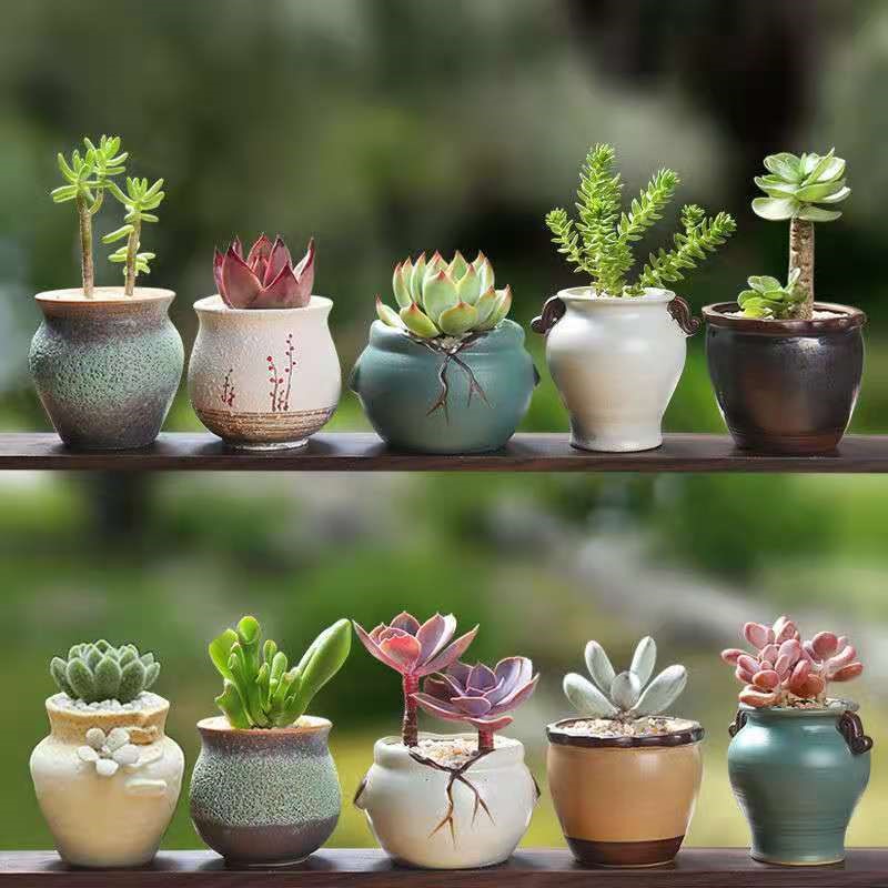 Mini-flower pot special small net red multimeat thumb cute and delicate minima stone raw flower butt desk placed