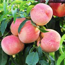 Fruit saplings grafted peach saplings peach saplings splendid yellow peach seedlings the results of the year red winter peach seedlings