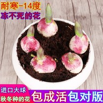 Tulip seed ball double petal cold-resistant indoor and outdoor plants Tulip flower seedlings soil and water culture seeds balcony flower potted plants