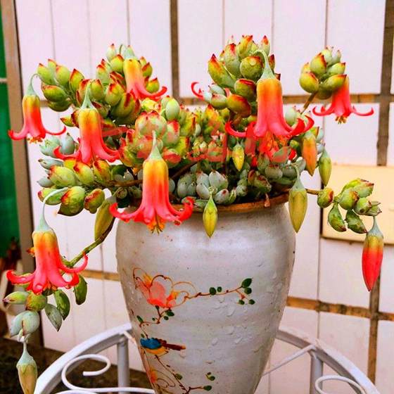 Dharmafu Niang Qunye's succulent plants with fragrance, flowering, fun, green plant, old pile indoor potted potted radiation protection
