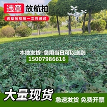 Anti-aerial photography camouflage net camouflage net greening net shading net blocking anti-counterfeiting net outdoor military green sunshade net