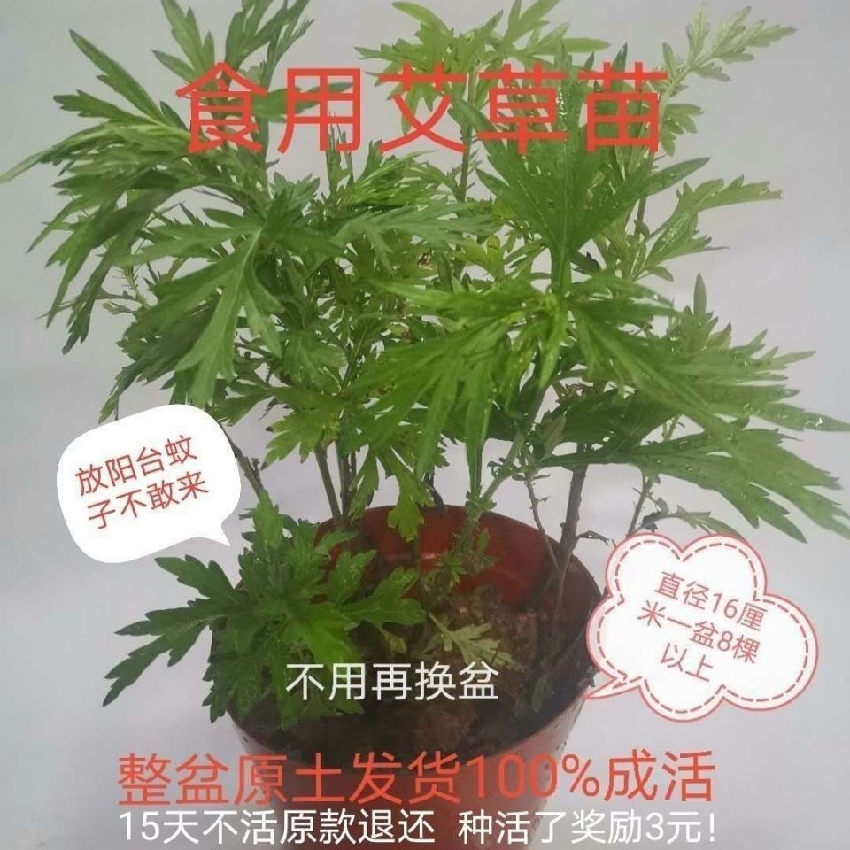 Agrass potted mosquito repellent grass plant outdoor cold doorway mosquito repellent grass potted outdoor bubble feet bathing Eyyeh to get wet