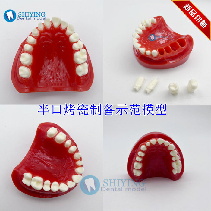 牙科口腔教学 半口烤瓷备牙示范模型 可替换牙齿牙医练习8027包邮