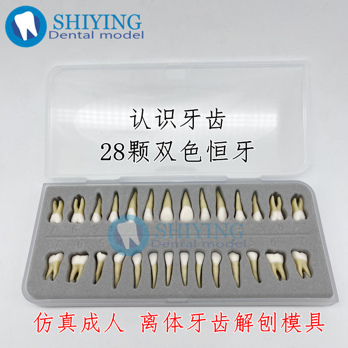 牙科口腔学生带髓腔双色离体牙7021 解刨全28颗恒牙仿真牙齿模型