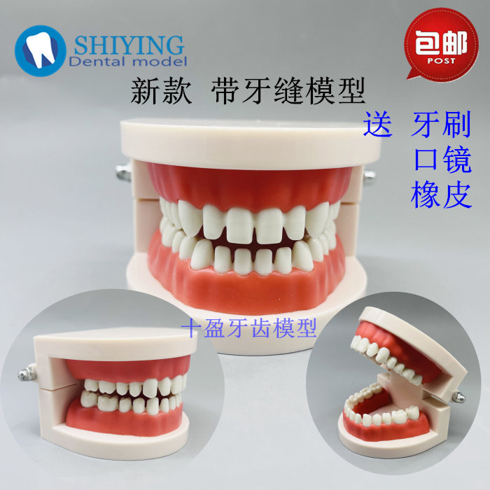 牙科口腔 幼儿示教学刷牙模型 新款带牙缝 上橡皮章操作牙齿模具