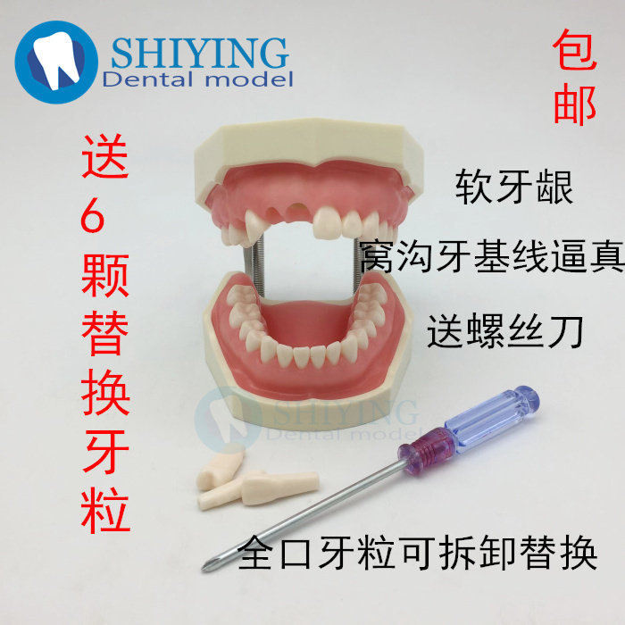 牙科备牙模型考试 练习制备窝洞嵌体冠 可拆卸牙齿排龈 特价包邮