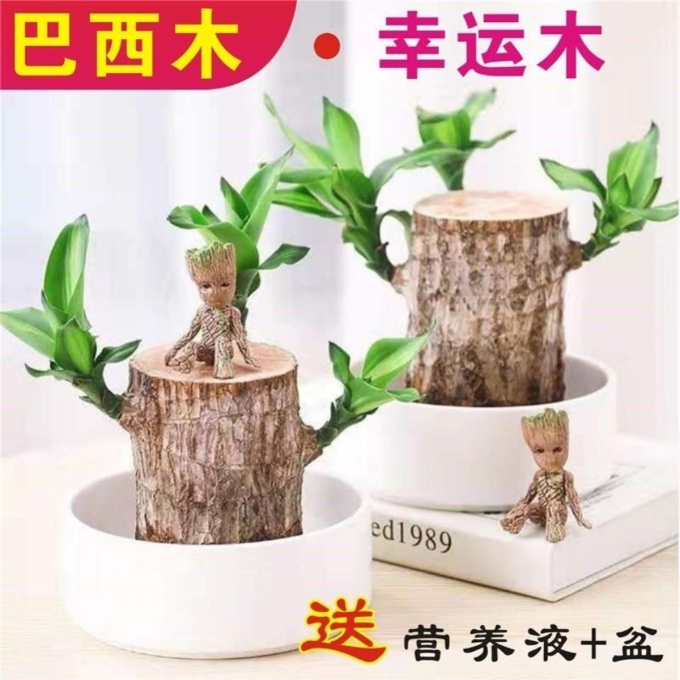 Brazilian Wood Grute Hydroponic Luckily Wood Hydroponic Flowers Indoor Balcony Desk All Season Evergreen Potted Green Plant Green Planting