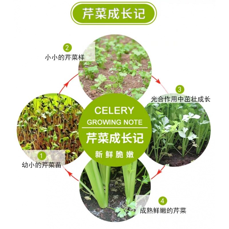 農家自種芹菜新鮮5斤裝農家新鮮西芹蔬菜青菜包郵嫩空芯菜現摘 農家自種芹菜新鮮5斤裝農家新鮮西芹蔬菜青菜包郵嫩空芯菜現摘