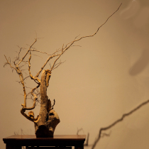 Yijia boxwood whole-piece root carving indoor porch home cultural ornaments wood art collection double happiness
