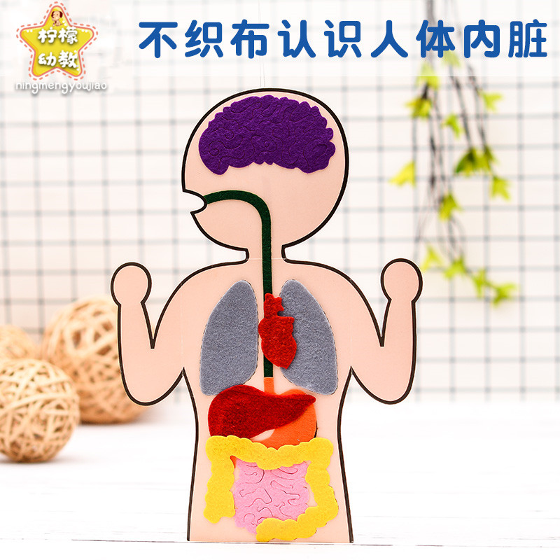 Human Digestive Organ Jigsaw Puzzle Model Children's Puzzle Science Teaching Learning Early Education Toys Visceral Gut Kindergarten