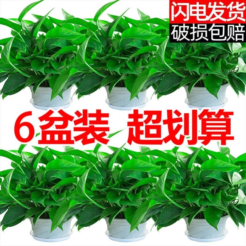  Indoor potted plants don't need the sun-smoke-gram potted plants to smoke, except for the formaldehyde green