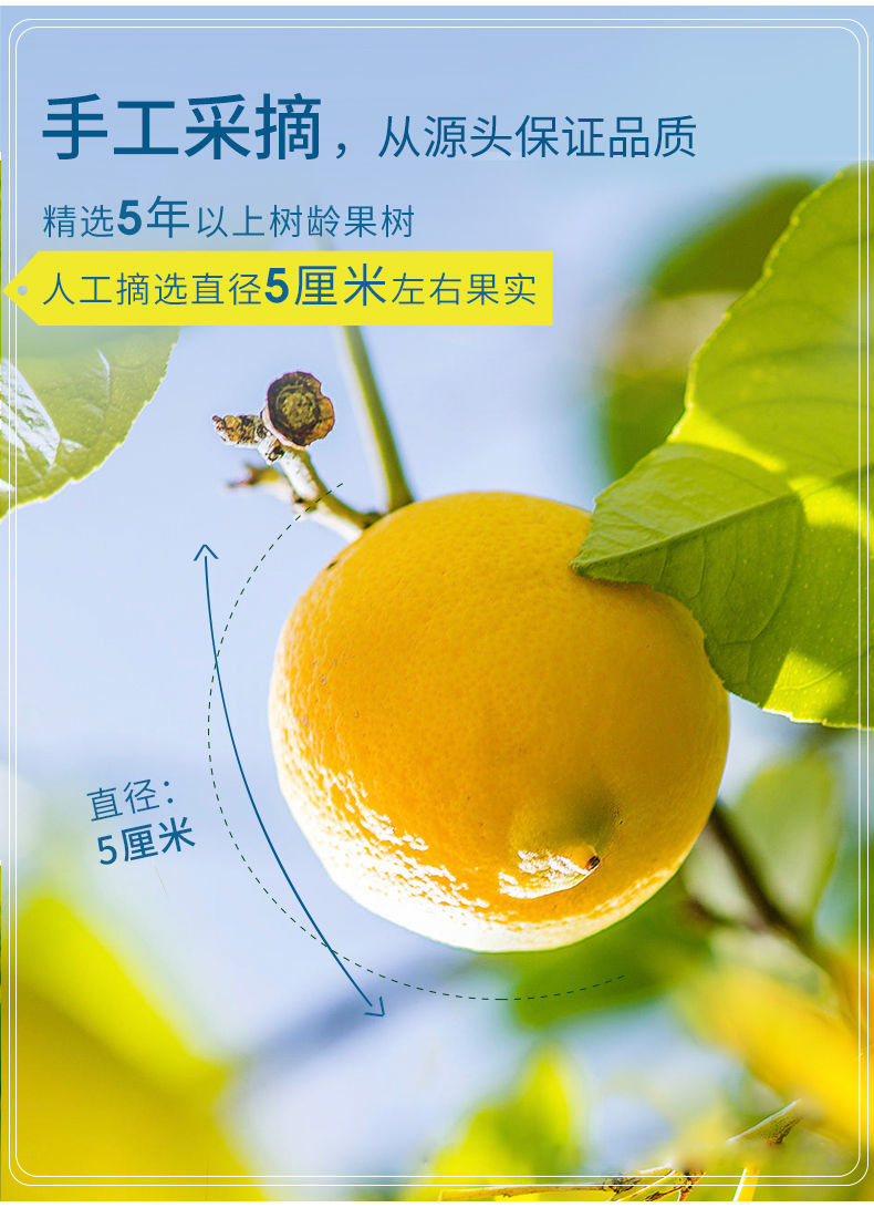 柠檬新鲜柠檬片泡水柠檬干片