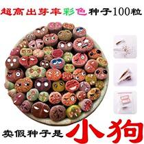 Meat species (South African mixed 100 grain 98) color stone flower stone flower plant