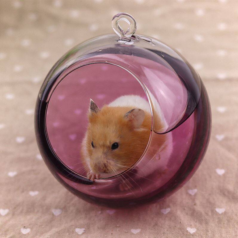 Shelter from the house Overwinter cold hamster Sleeping Warm Huge Glass House Space Transparent Supplies Winter House