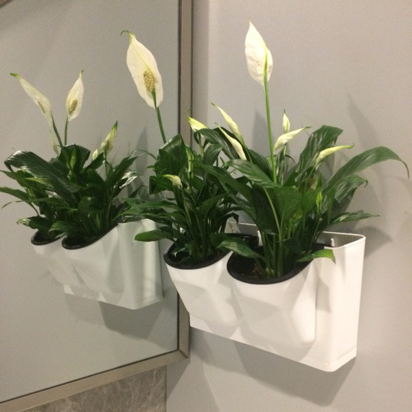 Lazy wall automatic water-absorbing flower pot vertical wall-mounted plant wall golden geranium orchid water storage nail-free wall planting pot