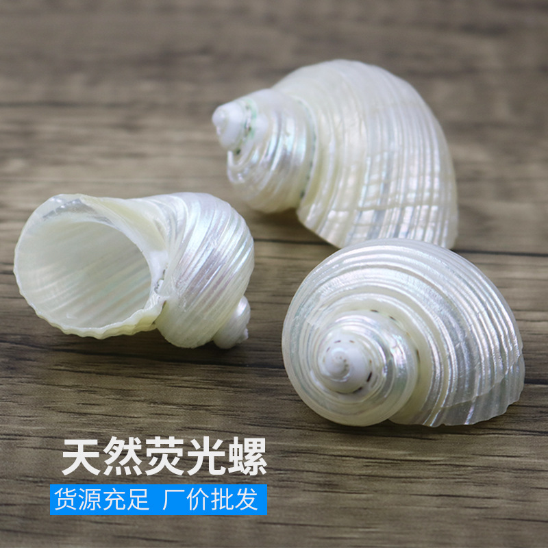 Natural Marine Snail Shells Spirofluorescent Grisly Pinning Crab Replacement Shell Fish Tank Building Decoration Rolls Befish Factory Price Direct
