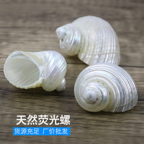 Natural Marine Snail Shell Snail Fluorescent Grisly Pinning Crab Replacement Shell Fish Tank Building Decoration Roll Befish Factory Price Direct