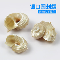 Natural sea snail seashells silver mouth round piercing snail sustentation crab replacement shell fish tank for view swing Tibetan specimen factory price direct sale
