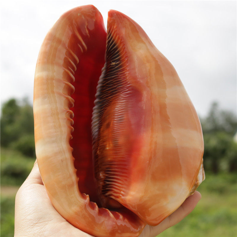 Sea snail Selected large natural conch Shell Wanbao conch Four famous snails Home decoration ornaments Shell conch