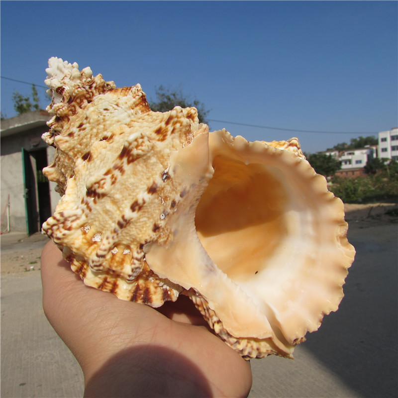 Купить Морские Раковины Большого Размера