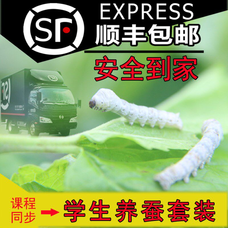 Colorful silkworm baby student silkworm raising set white silkworm eggs giant live silkworm 1234-year-old breeding box tool fresh mulberry leaves