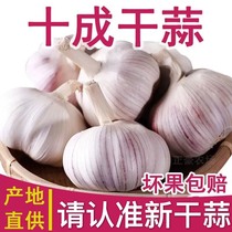 10 pounds of purple red skin garlic head dried garlic 5 pounds of low-cost varieties of Shandong Jinxiang seeds white fragrant fresh help Nongte