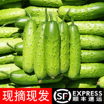 Fruit cucumbers fresh Shandong dry cucumbers now pick small cucumbers 5 pounds farmers eat pregnant vegetables raw in the season
