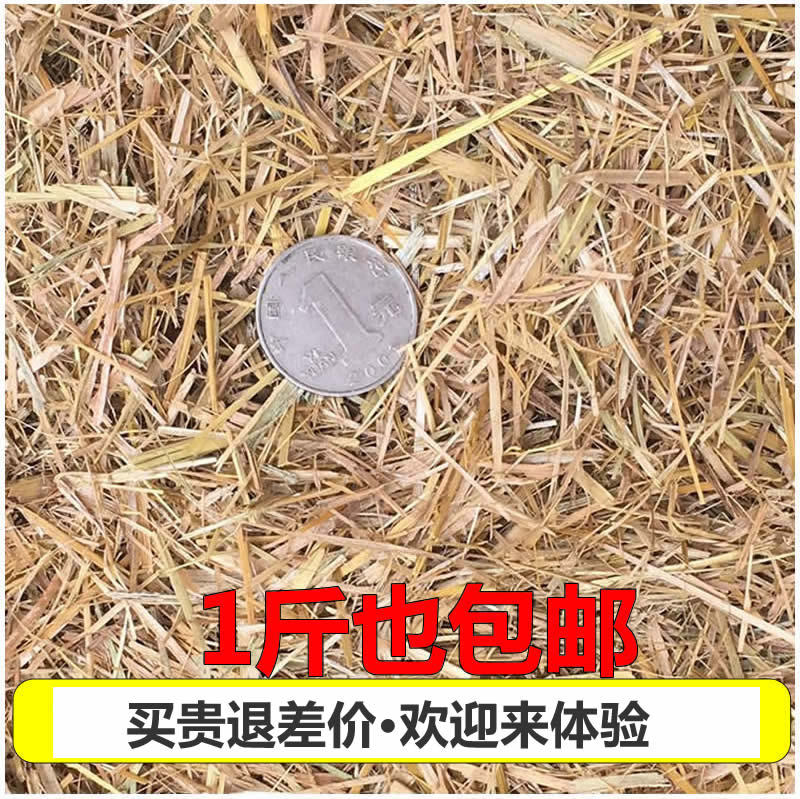Straw Fiber, Rice Straw, Dry and Mold-Free Shredded Straw, Green Wall Decoration, Straw Paint, Diatom Mud, Free Shipping