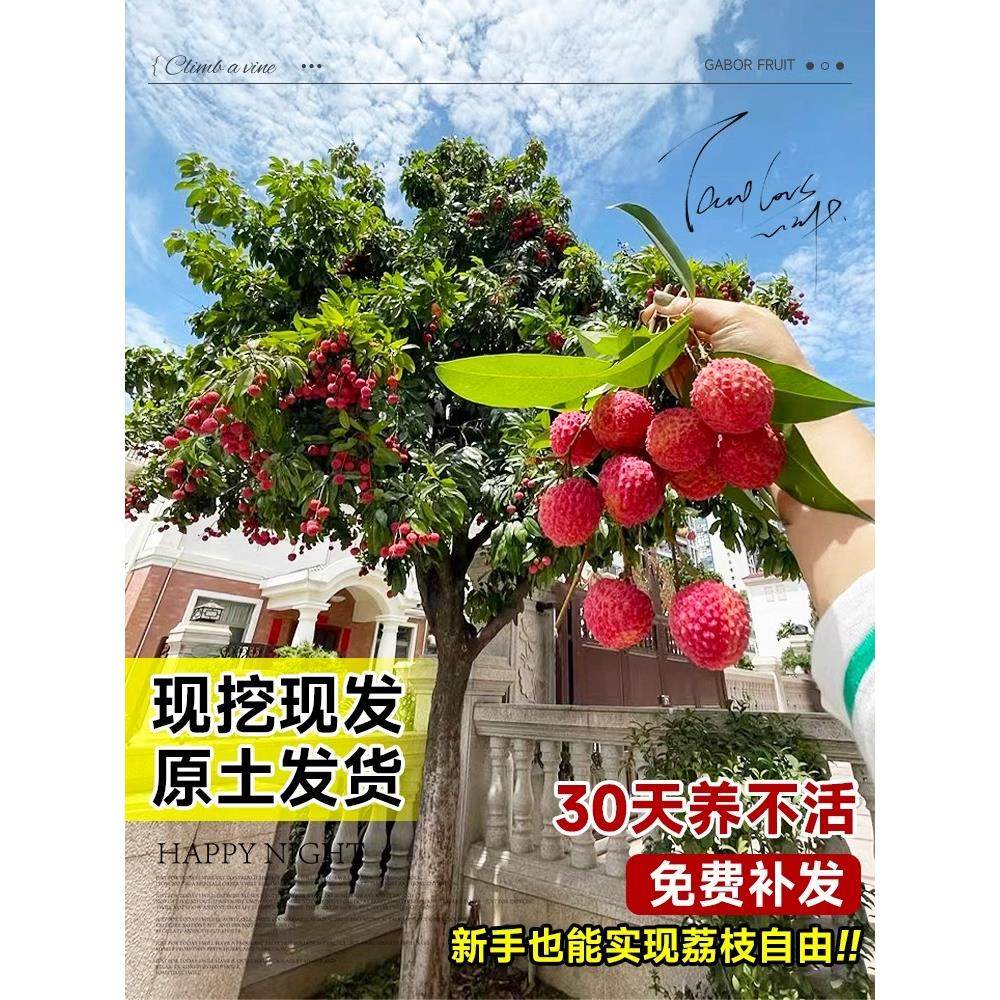 荔枝树苗怎么嫁接?无核桂味妃子笑盆栽也能成功!-好物推荐-淘宝好物网