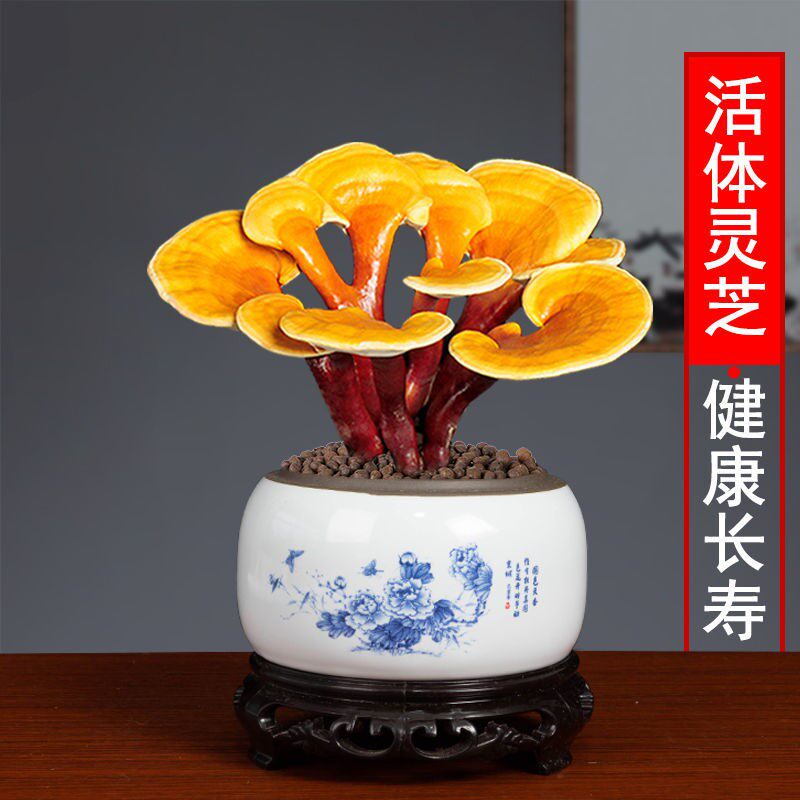 Small Ganoderma lucidum ornaments indoor potted plants do not need sunlight to feed the living room bedroom office desktop