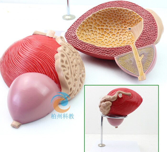 膀胱附前列泌尿腺解剖结构放大模型生殖系统模具
