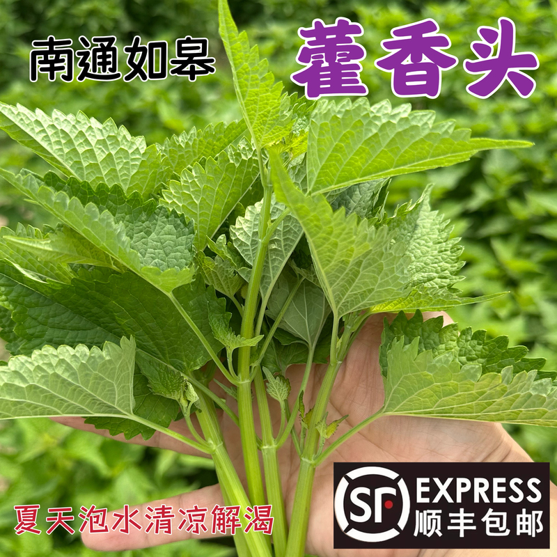 [Shipping in  Days] Nantong People Use Fresh Patchouli Leaves for Summer Consumption. Nantong Local Dried Patchouli Has Patchouli Seedlings
